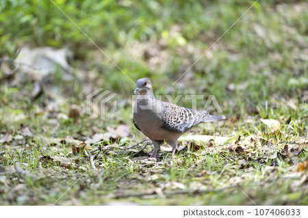 斑鳩 斑鳩 107406033