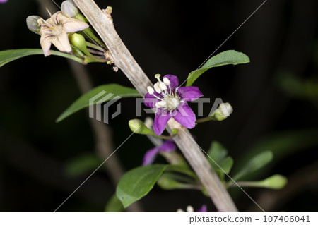 枸杞花 枸杞花 107406041