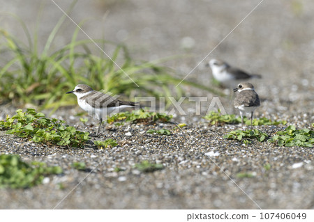 環頸鴴 環頸鴴 107406049