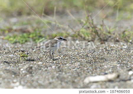 環頸鴴 環頸鴴 107406050