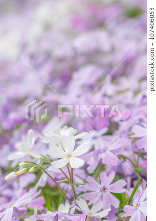 白芝麻 白芝麻 107406053