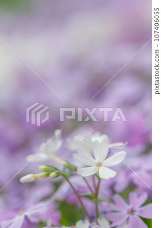 白芝麻 白芝麻 107406055