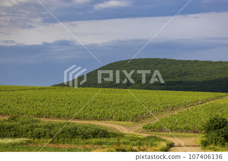 Traditional wine cellars (Gombos-hegyi pincesor) in Hercegkut, UNESCO site, Great Plain, North Hungary 107406136