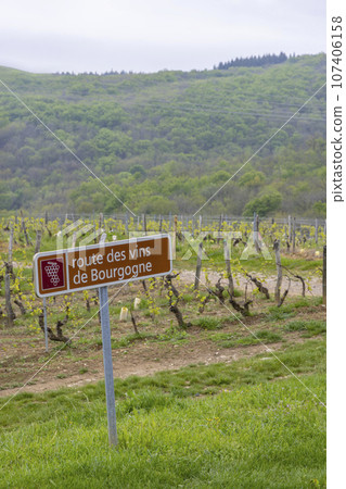 Wine road near Saint-Veran and Macon, Burgundy, France 107406158