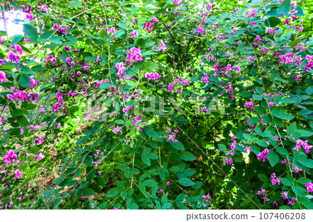 The clover of the seven autumn herbs, the red flowers of the Miyagino clover, the weeping and blooming clover of the autumn season. The clover of the seven autumn herbs, the red flowers of the Miyagino clover, the weeping and blooming clover of the autumn season. 107406208