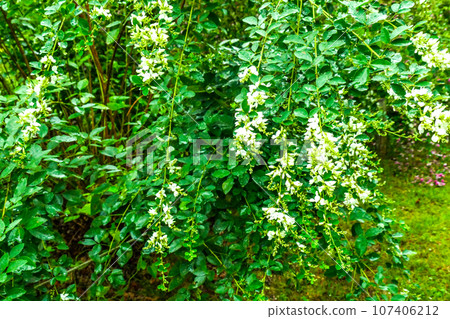 Hagi, the seven herbs of autumn, the rare white clover, the seasonal word for autumn, which blooms weeping Hagi, the seven herbs of autumn, the rare white clover, the seasonal word for autumn, which blooms weeping 107406212