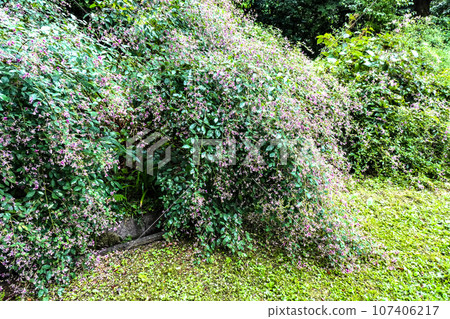 The clover of the seven autumn herbs, the red flowers of the Miyagino clover, the weeping and blooming clover of the autumn season. The clover of the seven autumn herbs, the red flowers of the Miyagino clover, the weeping and blooming clover of the autumn season. 107406217