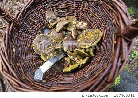 Traditional mushroom picking in forests of Czech Republic Traditional mushroom picking in forests of Czech Republic 107406311
