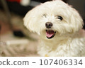 Dog 107406334