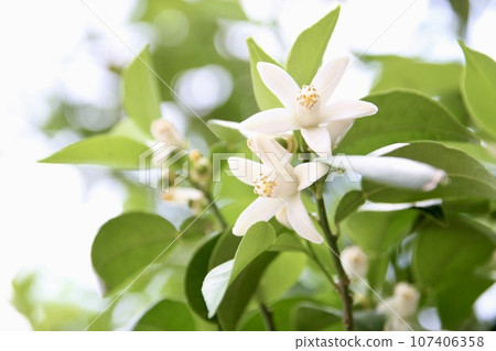 Yuzu's flower 107406358