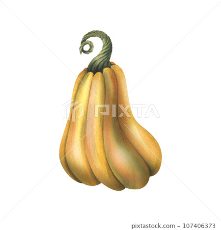 Large orange autumn butternut squash, pumpkin. hand drawn watercolor illustration. Isolated object on a white background 107406373