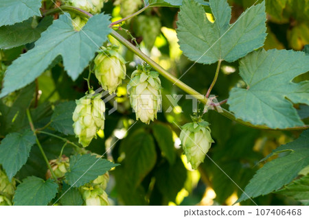 Green hop plant cones with green leaves, close up. Bitter ingredient for preparing beer or bread. 107406468
