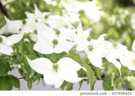 white wildflower 107406483