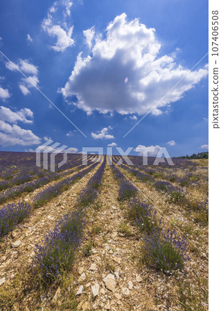 Lavender field near Montbrun les Bains and Sault, Provence, France Lavender field near Montbrun les Bains and Sault, Provence, France 107406508