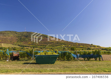 Grape collection at vintage time, Tokaj region, Great Plain and North, Hungary Grape collection at vintage time, Tokaj region, Great Plain and North, Hungary 107406556