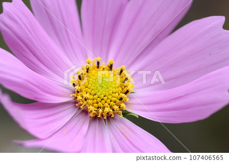 Pink cosmos flowers 107406565