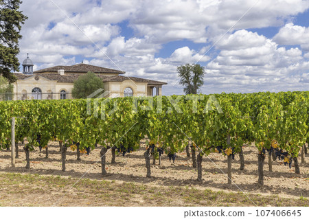 Typical vineyards near Chateau Petrus, Pomerol, Aquitaine, France 107406645