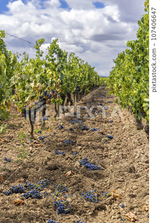 Reduction of ripening grapes to produce highest quality wines in Bordeaux, France Reduction of ripening grapes to produce highest quality wines in Bordeaux, France 107406647