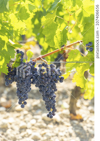 Vineyards with Cabernet Sauvignon near Chateau Dauzac, Margaux, Medoc, Bordeaux, Aquitaine, France 107406656