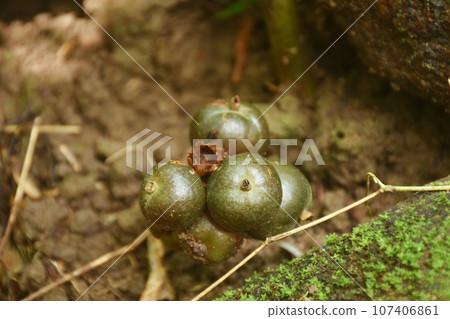 Amomum koenigii tropical herbaceous plant grow in forest at Chet Kod waterfall on Thailand  107406861