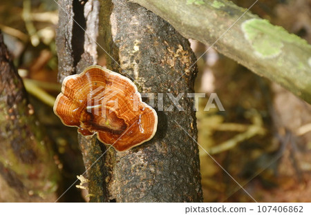 Microporus xanthopus mushroom growth for rain season on tree trunk in Chet Kod waterfall on Thailand  107406862