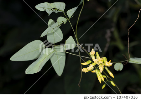 Nosasage Nosasage 107407016