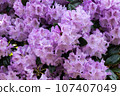 Rhododendron Susan Blooming Flowers 107407049