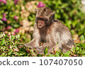 Pensive Crab-eating Macaque In Foliage 107407050
