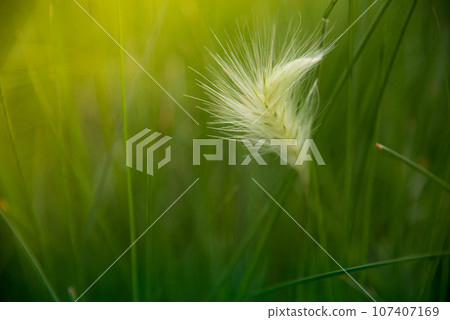 Grass field sunset Beautiful landscape with grasses meadow on sunlight. Countryside heaven amazing field scene grass meadow on sunbeam nature dawn. Sunset dawn landscape vibrant scenery horizontal 107407169