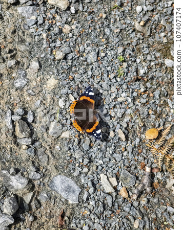Butterfly Vanessa atalanta, the red admiral sitting on gravel 107407174