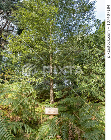 Birch tree and sign explaining it irish and english including translation 107407194