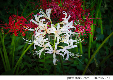 美麗的白色蜘蛛百合在九月的春分季節盛開 美麗的白色蜘蛛百合在九月的春分季節盛開 107407235