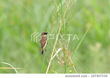 Novitaki Novitaki 107407330