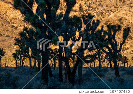 Sunrise in Joshua Tree Sunrise in Joshua Tree 107407480