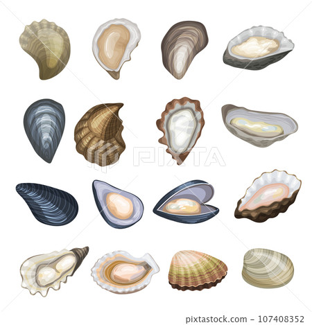 Oysters. Marine or ocean food exotic delicious shells recent vector cartoon template 107408352