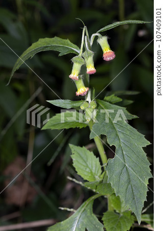 Safflower bogwort Safflower bogwort 107409101