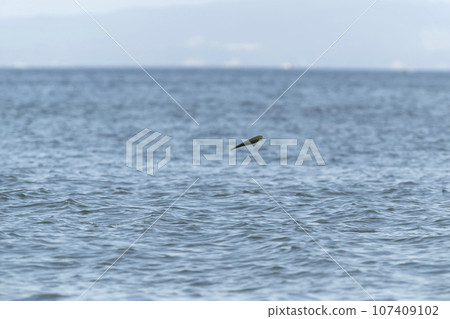 Bora Bora 107409102