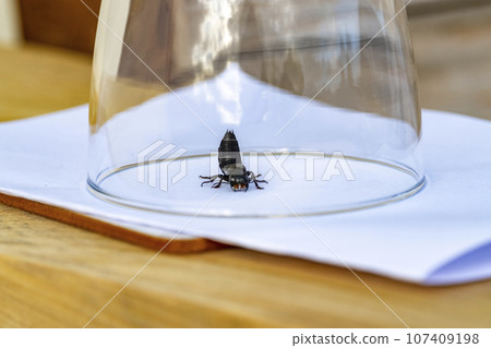 Devil's coach horse beetle, Ocypus olens, under a glas in Ireland Devil's coach horse beetle, Ocypus olens, under a glas in Ireland 107409198