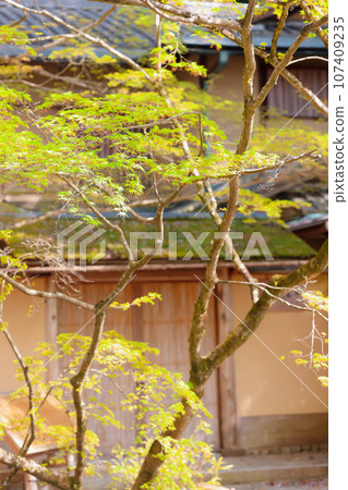 Stroll along the Spring Philosophy Path 107409235
