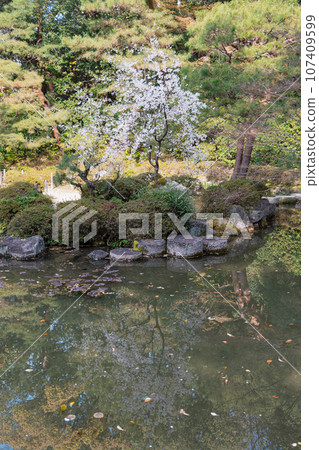 平安神宮的池塘和櫻花 平安神宮的池塘和櫻花 107409599