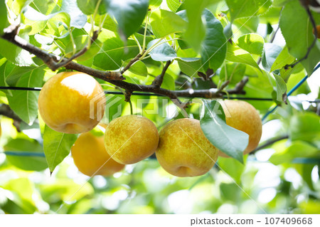 Autumn flavors, seasonal pears, autumn leaves Autumn flavors, seasonal pears, autumn leaves 107409668
