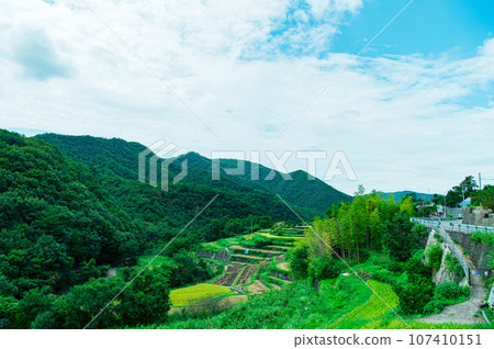香川縣 小豆島 中山千枚田 香川縣 小豆島 中山千枚田 107410151