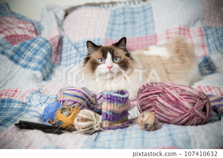 Colored threads, knitting needles and other items for hand knitting and a cute domestic cat Ragdoll 107410632