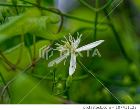 Flowering of Ranunculaceae Ranunculaceae 107411122