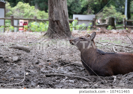 側身鹿睡在泥土上 107411465