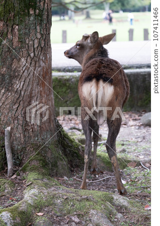 公鹿的後視圖 107411466