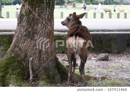 back view of stag 107411468