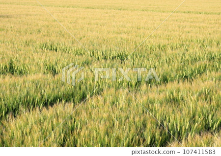麥田閃亮的金色 107411583