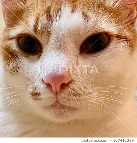 Close-up of the face of a brown and white hachiware cat Close-up of the face of a brown and white hachiware cat 107412389