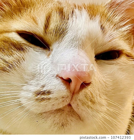 Close-up of the face of a brown and white hachiware cat Close-up of the face of a brown and white hachiware cat 107412393